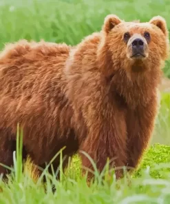 Kodiak Bear Paint By Numbers