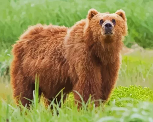 Kodiak Bear Paint By Numbers