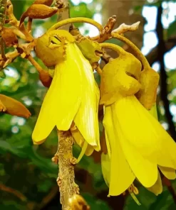 Kowhai Paint By Numbers