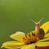 Snail With Flower Paint By Numbers