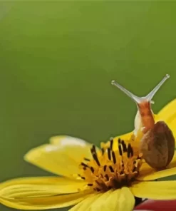 Snail With Flower Paint By Numbers