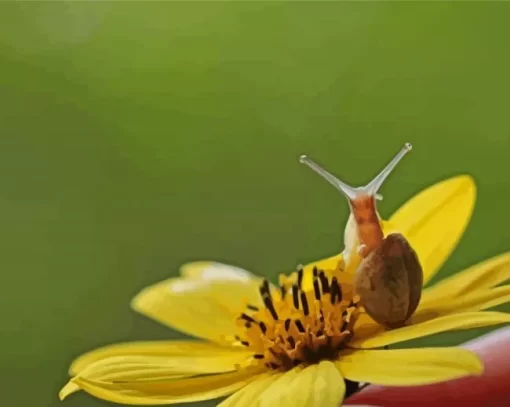 Snail With Flower Paint By Numbers