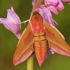 Elephant Hawk Moth Paint By Numbers