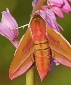 Elephant Hawk Moth Paint By Numbers