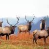 Elk Herds Paint By Numbers