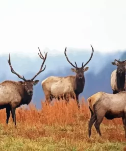 Elk Herds Paint By Numbers