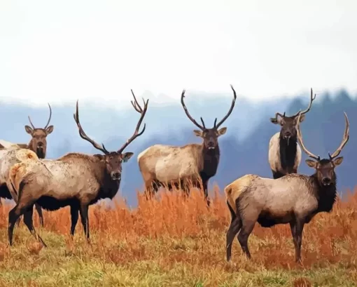 Elk Herds Paint By Numbers