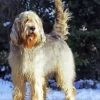 Otterhound Dog Paint By Numbers