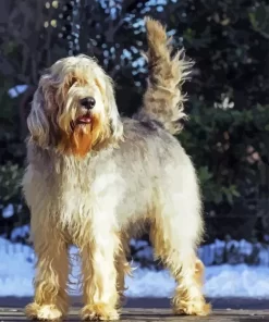 Otterhound Dog Paint By Numbers