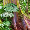 Rainbow Eucalyptus Paint By Numbers