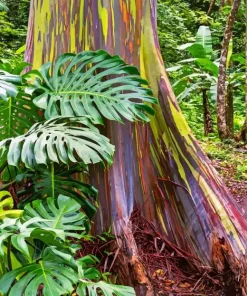 Rainbow Eucalyptus Paint By Numbers