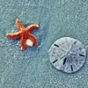 Sand Dollar Paint By Numbers