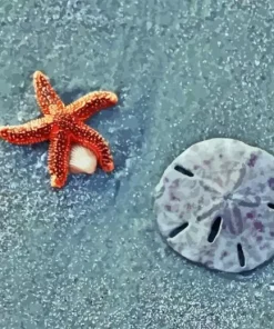 Sand Dollar Paint By Numbers