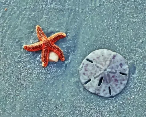 Sand Dollar Paint By Numbers