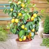 Lemon Plant Paint By Numbers