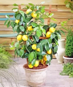 Lemon Plant Paint By Numbers