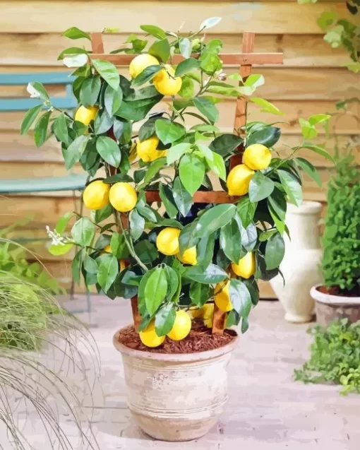 Lemon Plant Paint By Numbers