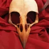 Raven Bird Skull Paint By Numbers