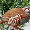 Partridge Bird Paint By Numbers