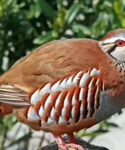 Partridge Bird Paint By Numbers