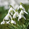 Snowdrops Flower Paint By Numbers