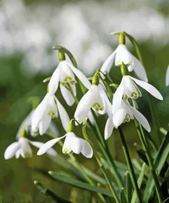 Snowdrops Flower Paint By Numbers