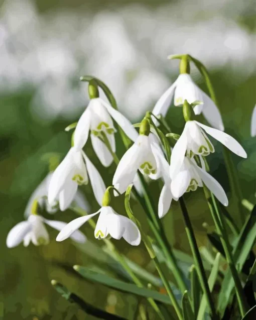 Snowdrops Flower Paint By Numbers