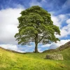 Sycamore Gap Paint By Numbers