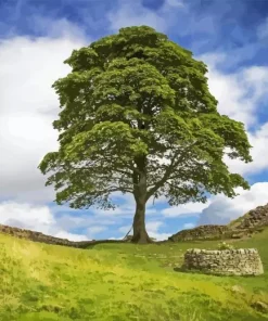 Sycamore Gap Paint By Numbers