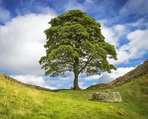 Sycamore Gap Paint By Numbers