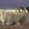 The Scottish Sheep Paint By Numbers