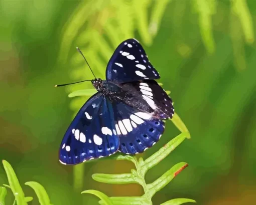White Admiral Paint By Numbers