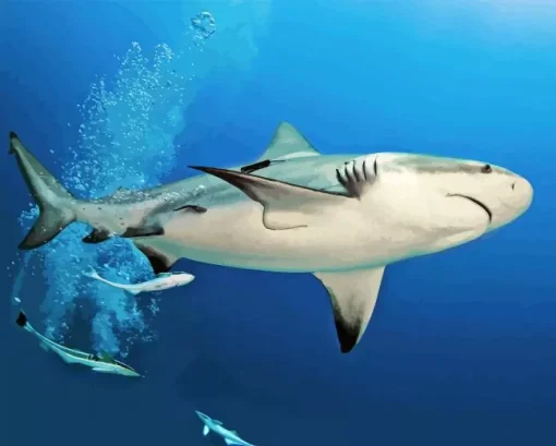 Bull Shark Paint By Numbers