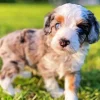 Aussiedoodle Paint By Numbers