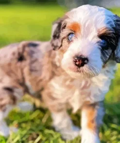 Aussiedoodle Paint By Numbers