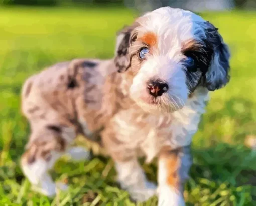 Aussiedoodle Paint By Numbers