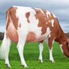 Ayrshire Cattle Paint By Numbers