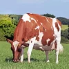 Cool Ayrshire Cattle Paint By Numbers