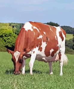 Cool Ayrshire Cattle Paint By Numbers