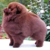 Chocolate Pomeranian Paint By Numbers