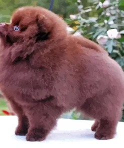 Chocolate Pomeranian Paint By Numbers