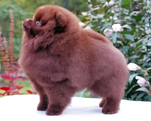 Chocolate Pomeranian Paint By Numbers