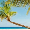 Coconut Tree Beach Paint By Numbers