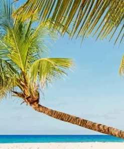 Coconut Tree Beach Paint By Numbers