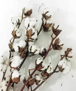 Cotton Branch Paint By Numbers
