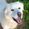 Cute Herding Dog Paint By Numbers