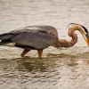 Heron By Sea Paint By Numbers