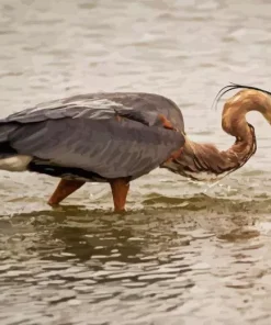 Heron By Sea Paint By Numbers