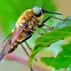 Horse Fly On leaf Paint By Numbers