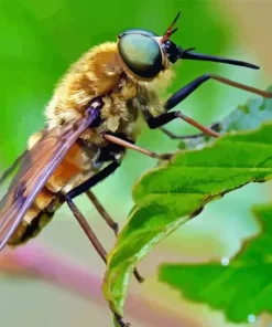 Horse Fly On leaf Paint By Numbers